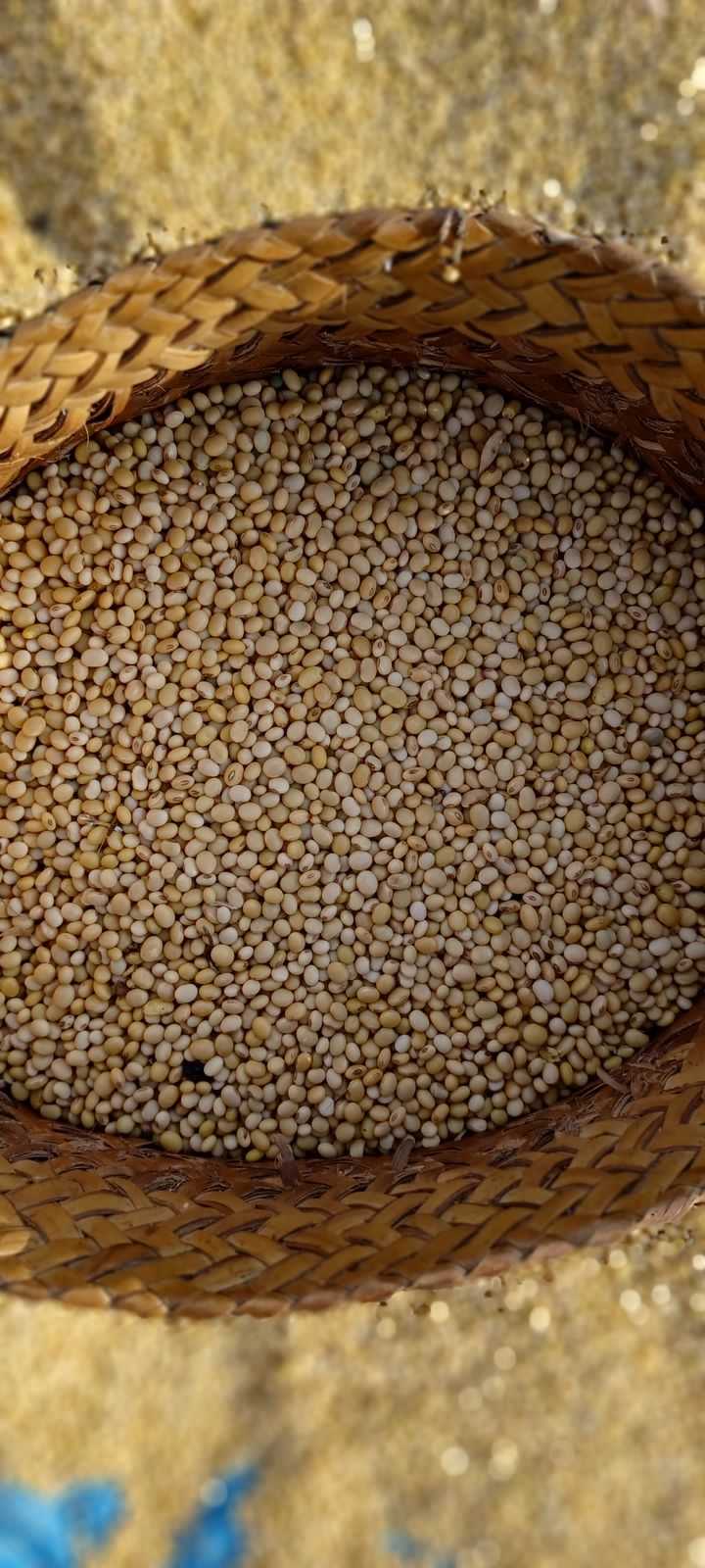 Ayep Zaki Tampung Hasil Panen Kedelai Petani Manggarai Barat Ntt 13 Ayep Zaki Tampung Hasil Panen Kedelai Petani Manggarai Barat Ntt