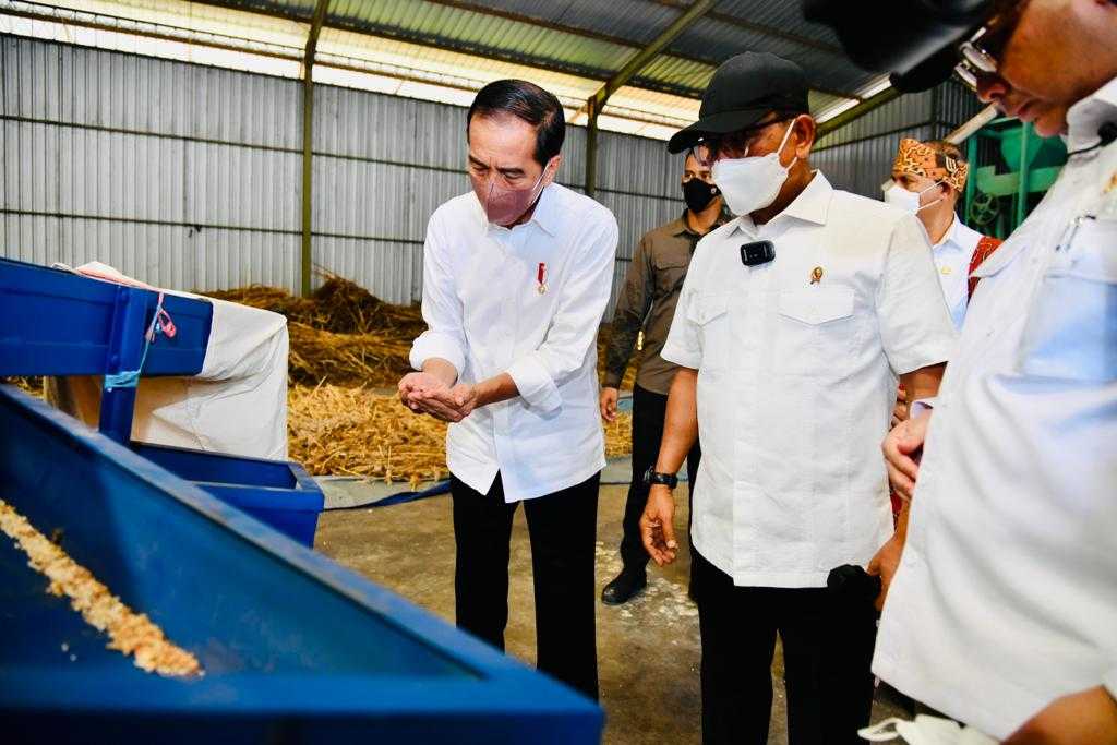 Antisipasi Krisis Pangan Global, Presiden: Sorgum Alternatif Bahan Pangan 14 Antisipasi Krisis Pangan Global, Presiden: Sorgum Alternatif Bahan Pangan