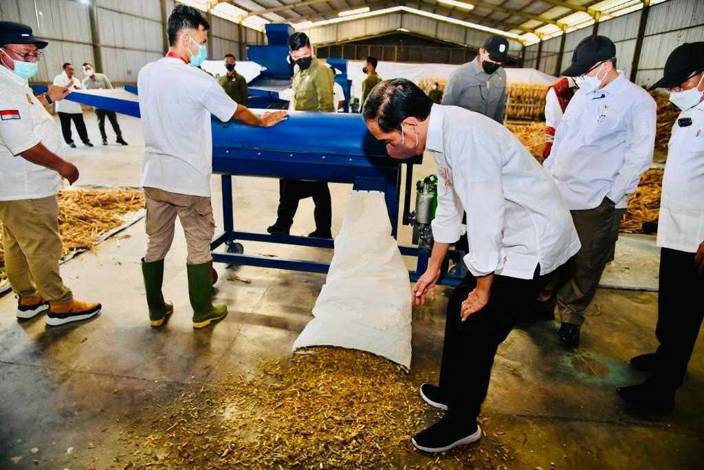 Antisipasi Krisis Pangan Global, Presiden: Sorgum Alternatif Bahan Pangan 13 Antisipasi Krisis Pangan Global, Presiden: Sorgum Alternatif Bahan Pangan