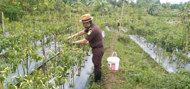 
					GAS TERUS…!Kejaksaan Negeri Lebak Banjir Pelanggan Cabai, Ternyata Ini Penyebabnya