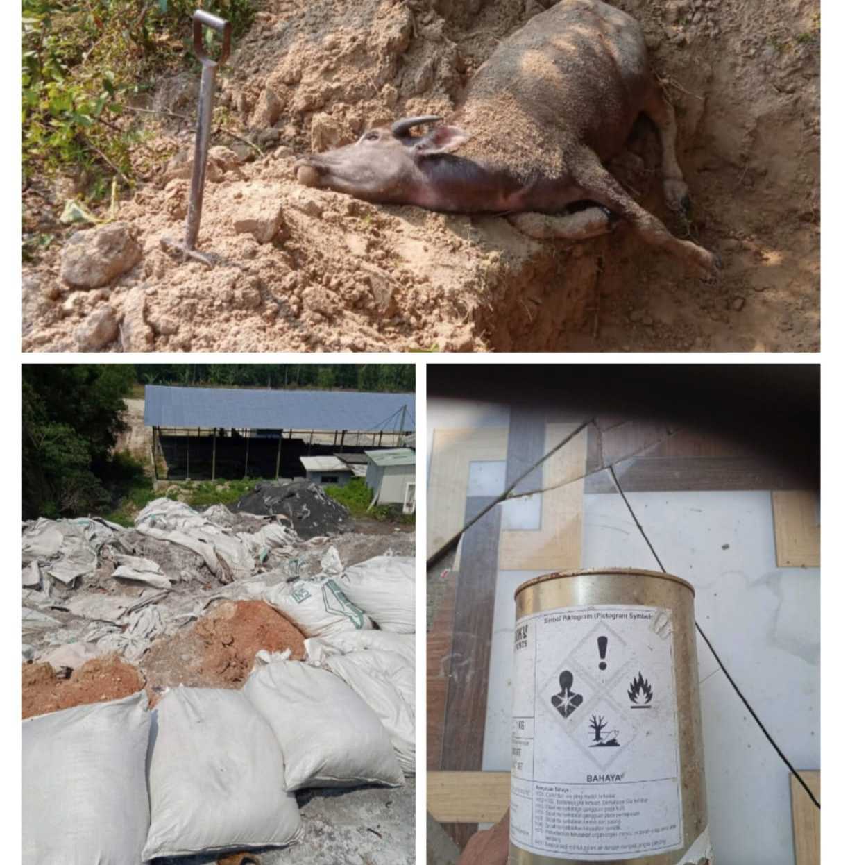 Gawat, Disinyalir Gara-Gara Limbah, Kerbau Warga Citeras Mati Kejang-Kejang