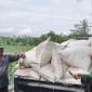 Laksanakan Asta Cita Prabowo, Bulog Terus Serap Gabah Petani Di Lebak Dan Pandeglang