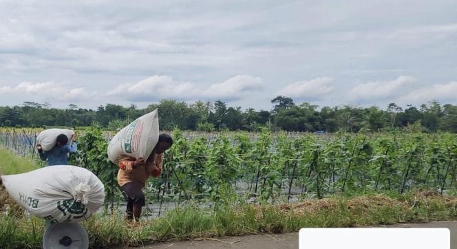 Bulog Kantor Cabang Lebak mengaku belum menyerap gabah petani padi di Kecamatan Warunggunung, Sabtu (22/3/2025)