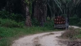 Keterangan foto : Perkebunan Sawit, Kamis (16/10/2025)