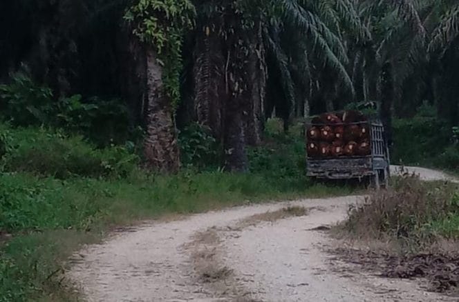 
Keterangan foto : Perkebunan Sawit, Kamis (16/10/2025)