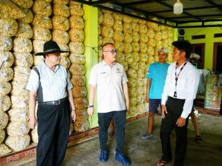 Arif Rahman Tinjau Produksi Emping di Jiput–Menes, Minta Pemerintah Perkuat Hilirisasi dan Penyediaan Bibit Melinjo Unggul