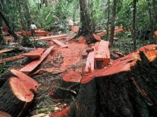 Pembalakan Liar.