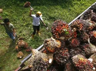 Foto/Dok: Buruh Perkebunan Kelapa Sawit.