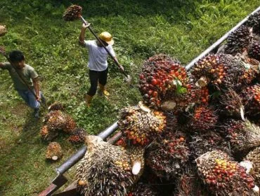 Foto/Dok: Buruh Perkebunan Kelapa Sawit.